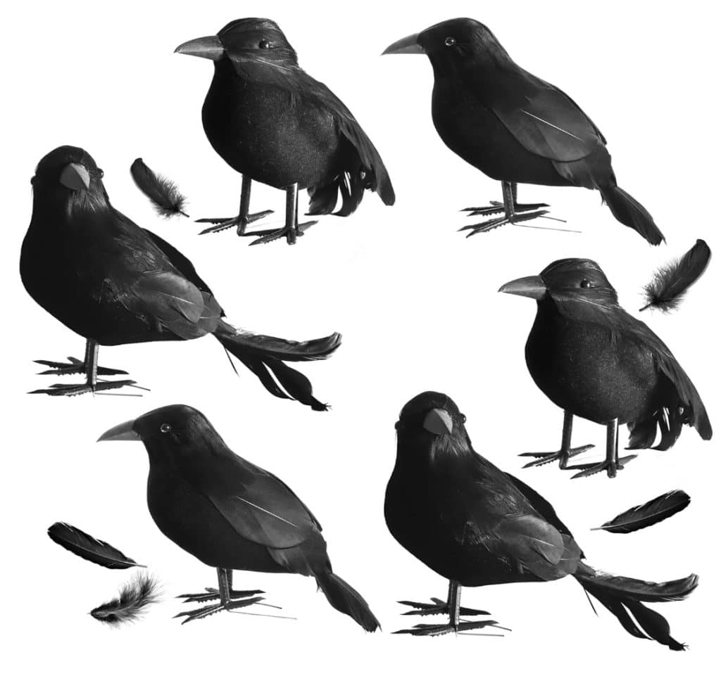 A group of five black crows perched in different poses against a white background evokes unique fall decorating ideas. Several black feathers are scattered around them, adding an intriguing touch to any autumn decor scheme.